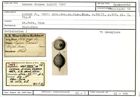 Karteikarte zum Syntyp von Lagena dianae Karrer, 1867